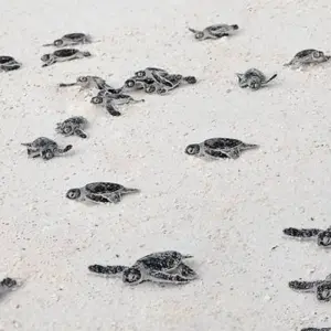 Explore Costa Rica – The Sea Turtle Initiative for 8 days with Discover Corps and discover unforgettable experiences - Photo 4
