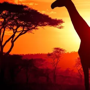 Explore Tanzania – Safari & Service for 10 days with Discover Corps and discover unforgettable experiences - Photo 11