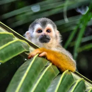 Explore Costa Rica – Family Volunteer Adventure for 8 days with Discover Corps and discover unforgettable experiences - Photo 4
