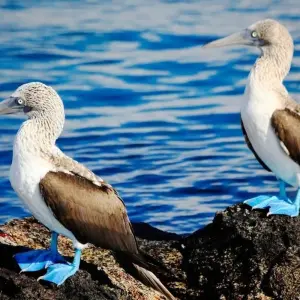 Explore Galapagos Islands – Family Volunteer Vacation for 10 days with Discover Corps and discover unforgettable experiences - Photo 5