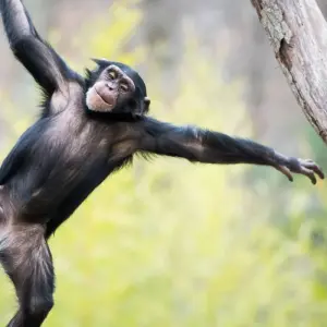 Explore Uganda - Gorilla Conservation Adventure for 10 days with Discover Corps and discover unforgettable experiences - Photo 6