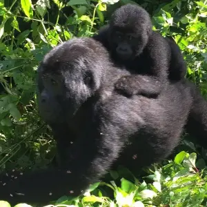 Explore Uganda - Gorilla Conservation Adventure for 10 days with Discover Corps and discover unforgettable experiences - Photo 8