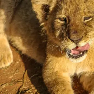 Explore South Africa – Wildlife Conservation Experience for 10 days with Discover Corps and discover unforgettable experiences - Photo 7
