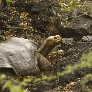 Explore Galapagos Islands – Family Volunteer Vacation for 10 days with Discover Corps and discover unforgettable experiences - Photo 8