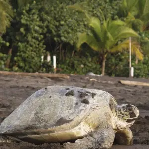 Explore Costa Rica – The Sea Turtle Initiative for 8 days with Discover Corps and discover unforgettable experiences - Photo 8