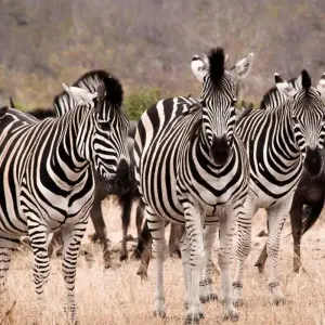Explore South Africa – Wildlife Conservation Experience for 10 days with Discover Corps and discover unforgettable experiences - Photo 8