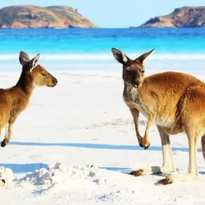 Explore Australia – Beachside Wildlife Adventure for 10 days with Discover Corps and discover unforgettable experiences - Photo 8