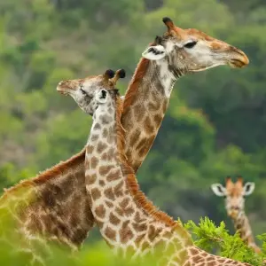 Explore South Africa – Wildlife Conservation Experience for 10 days with Discover Corps and discover unforgettable experiences - Photo 10