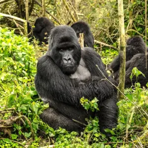 Explore Uganda - Gorilla Conservation Adventure for 10 days with Discover Corps and discover unforgettable experiences - Photo 11