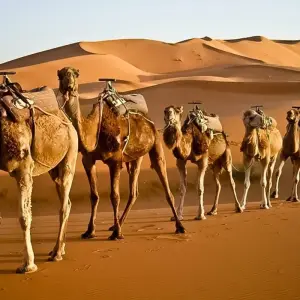 Explore Imperial Cities & Desert Tour for 7 days with Discover Morocco  and discover unforgettable experiences - Photo 8