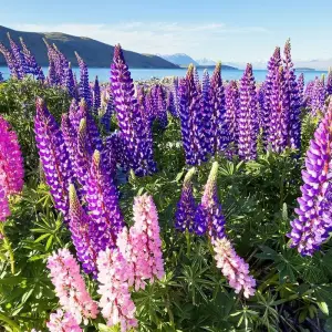 Explore Taste of the South - 8 Day Self Drive Tour for 8 days with Discover New Zealand and discover unforgettable experiences - Photo 8