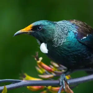 Explore Northern Explorer Rail, Sail and Heli Tour for 13 days with Discover New Zealand and discover unforgettable experiences - Photo 4