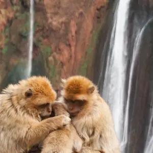 Explore 4-Day Marrakech Adventure: Waterfalls, Quads, Camels, City Tour, and Atlas Mountains. for 4 days with Discover Morocco Tours and discover unforgettable experiences - Photo 9