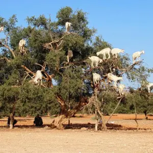 Explore 11-Day Tour: Marrakech Day Trips Package for 11 days with Discover Morocco Tours and discover unforgettable experiences - Photo 3