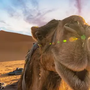 Explore 3-DAY SHARED GROUP TOUR FROM MARRAKECH TO MERZOUGA  DESERT for 3 days with Discover Morocco Tours and discover unforgettable experiences - Photo 10