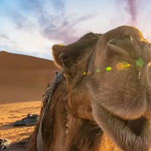 Explore Merzouga Desert 3days 2nights Ending In Fes for 3 days with Discover Morocco Tours and discover unforgettable experiences - Photo 5