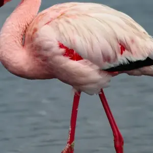 Explore 5-Days Sossusvlei, Swakopmund and Etosha NP Lodging for 5 days with Discovery Transfers and Tours and discover unforgettable experiences - Photo 2