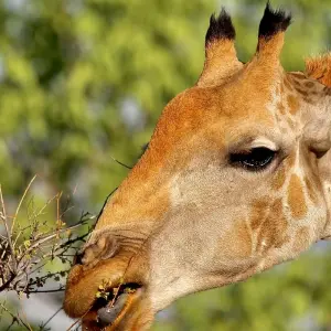 Explore 5 days Sossusvlei, Swakopmund and Etosha NP Camping for 5 days with Discovery Transfers and Tours and discover unforgettable experiences - Photo 2