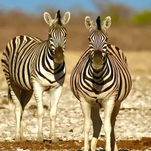 Explore 5-Days Sossusvlei, Swakopmund and Etosha NP Lodging for 5 days with Discovery Transfers and Tours and discover unforgettable experiences - Photo 3