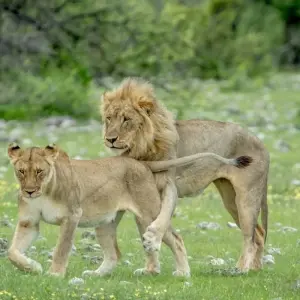 Explore 3 Days Etosha National Park (Lodging) for 3 days with Discovery Transfers and Tours and discover unforgettable experiences - Photo 2