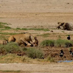 Explore 5 days Sossusvlei, Swakopmund and Etosha NP Camping for 5 days with Discovery Transfers and Tours and discover unforgettable experiences - Photo 3