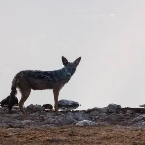 Explore 16-Days Top Sightseeing & Cultural Tour for 16 days with Discovery Transfers and Tours and discover unforgettable experiences - Photo 2