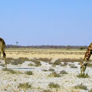 Explore 3 Days Etosha National Park (Lodging) for 3 days with Discovery Transfers and Tours and discover unforgettable experiences - Photo 3