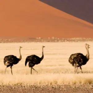 Explore Namibia Explorer (Accommodated) - 10 Days for 10 days with Discovery Transfers and Tours and discover unforgettable experiences - Photo 3