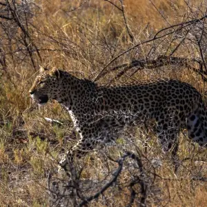 Explore 4-Day Etosha National Park and Swakopmund Camping for 4 days with Discovery Transfers and Tours and discover unforgettable experiences - Photo 2
