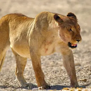 Explore 5-Days Sossusvlei, Swakopmund and Etosha NP Lodging for 5 days with Discovery Transfers and Tours and discover unforgettable experiences - Photo 5