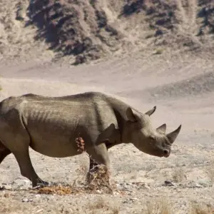Explore 3 Days Etosha National Park (Lodging) for 3 days with Discovery Transfers and Tours and discover unforgettable experiences - Photo 4