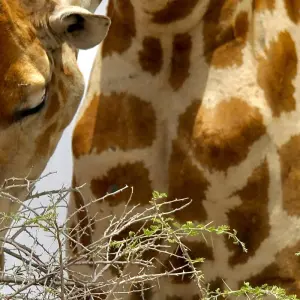 Explore 5 days Sossusvlei, Swakopmund and Etosha NP Camping for 5 days with Discovery Transfers and Tours and discover unforgettable experiences - Photo 5