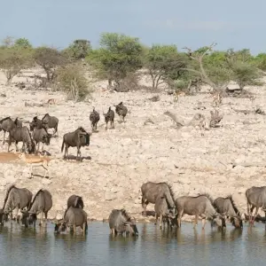 Explore 7-Days Sossusvlei, Swakopmund & Etosha National Park (Lodging) for 7 days with Discovery Transfers and Tours and discover unforgettable experiences - Photo 4