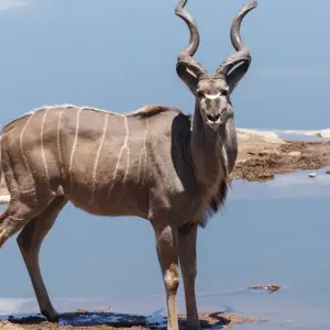 Explore Sossusvlei, Swakopmund & Etosha (Camping) - 7 Days for 7 days with Discovery Transfers and Tours and discover unforgettable experiences - Photo 2