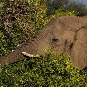 Explore 4-Day Etosha National Park and Swakopmund Camping for 4 days with Discovery Transfers and Tours and discover unforgettable experiences - Photo 3