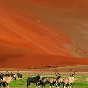 Explore 7-Days Sossusvlei, Swakopmund & Etosha National Park (Lodging) for 7 days with Discovery Transfers and Tours and discover unforgettable experiences - Photo 5