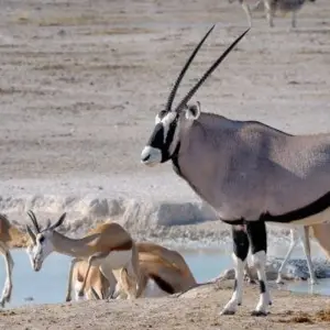 Explore Namibia Explorer (Accommodated) - 10 Days for 10 days with Discovery Transfers and Tours and discover unforgettable experiences - Photo 5