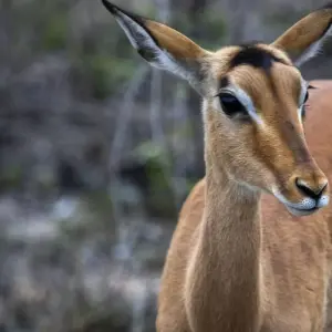 Explore 4-Day Etosha National Park and Swakopmund Camping for 4 days with Discovery Transfers and Tours and discover unforgettable experiences - Photo 4