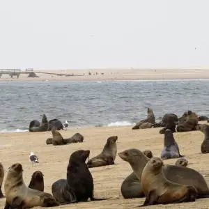 Explore 4-Day Sossusvlei & Swakopmund Camping for 4 days with Discovery Transfers and Tours and discover unforgettable experiences - Photo 5