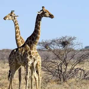Explore 3 Days Etosha National Park (Lodging) for 3 days with Discovery Transfers and Tours and discover unforgettable experiences - Photo 6