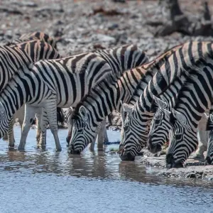 Explore Namibia Explorer (Accommodated) - 10 Days for 10 days with Discovery Transfers and Tours and discover unforgettable experiences - Photo 6