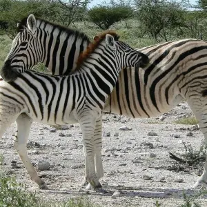 Explore 3-Day Etosha -National Park Camping for 3 days with Discovery Transfers and Tours and discover unforgettable experiences - Photo 3