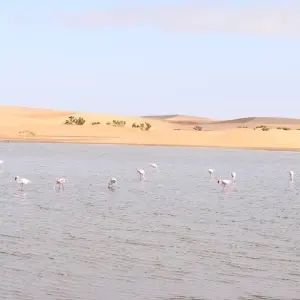 Explore 4-Day Sossusvlei & Swakopmund Camping for 4 days with Discovery Transfers and Tours and discover unforgettable experiences - Photo 6