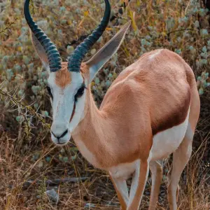 Explore Namibia Explorer (Accommodated) - 10 Days for 10 days with Discovery Transfers and Tours and discover unforgettable experiences - Photo 7