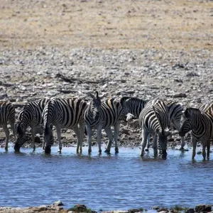Explore Sossusvlei, Swakopmund & Etosha (Camping) - 7 Days for 7 days with Discovery Transfers and Tours and discover unforgettable experiences - Photo 5
