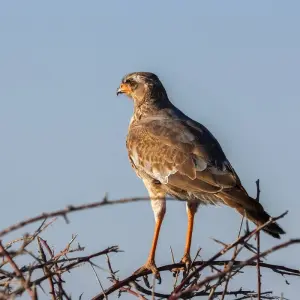 Explore 4-Day Etosha National Park and Swakopmund Camping for 4 days with Discovery Transfers and Tours and discover unforgettable experiences - Photo 6