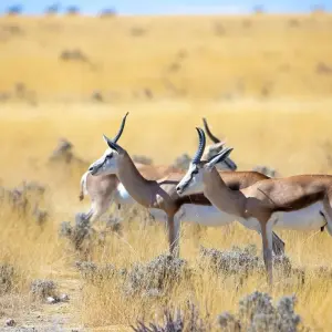 Explore 3-Day Etosha -National Park Camping for 3 days with Discovery Transfers and Tours and discover unforgettable experiences - Photo 4