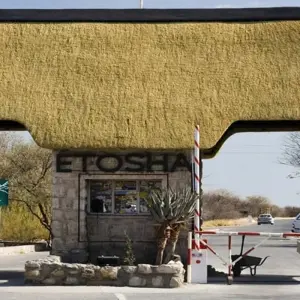 Explore 3 Days Etosha National Park (Lodging) for 3 days with Discovery Transfers and Tours and discover unforgettable experiences - Photo 8