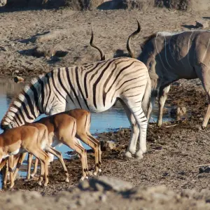Explore 4-Day Etosha National Park and Swakopmund (Lodging) for 4 days with Discovery Transfers and Tours and discover unforgettable experiences - Photo 7