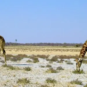 Explore 23 Days best of Namibia & Botswana for 23 days with Discovery Transfers and Tours and discover unforgettable experiences - Photo 5